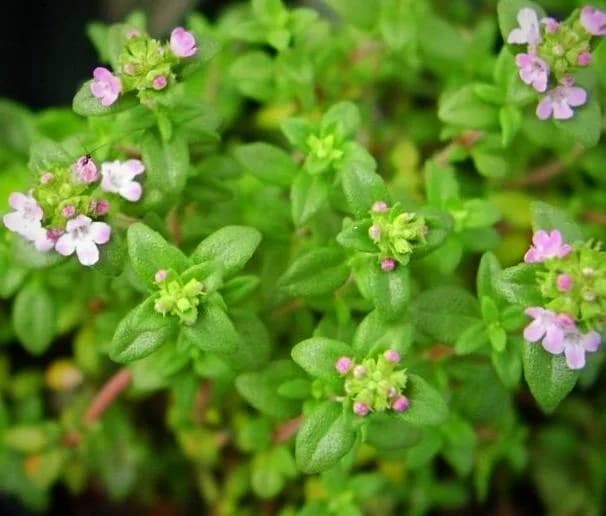 فروش کاکوتی